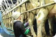 milking time at shepherds dairy