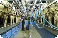 shepherds dairy milking parlour